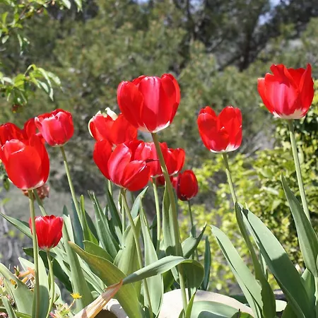 Moonlight- Bedbluesky