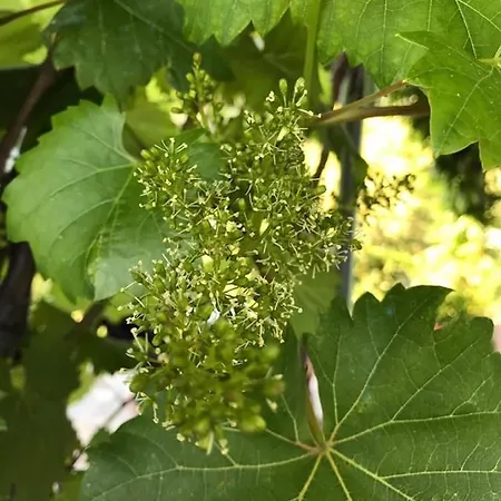 Moonlight- Bedbluesky * Perinaldo