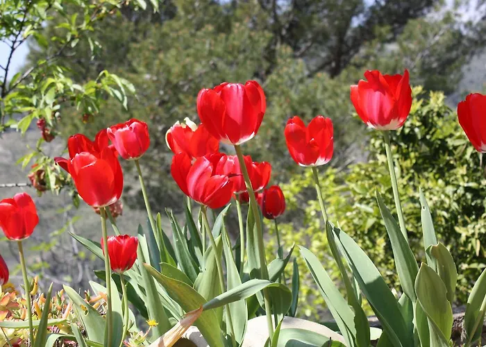 Moonlight- Bedbluesky