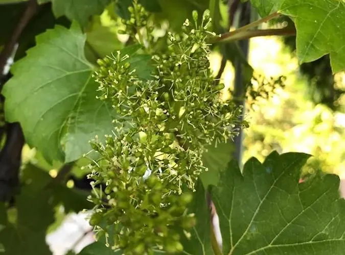 Moonlight- Bedbluesky * Perinaldo